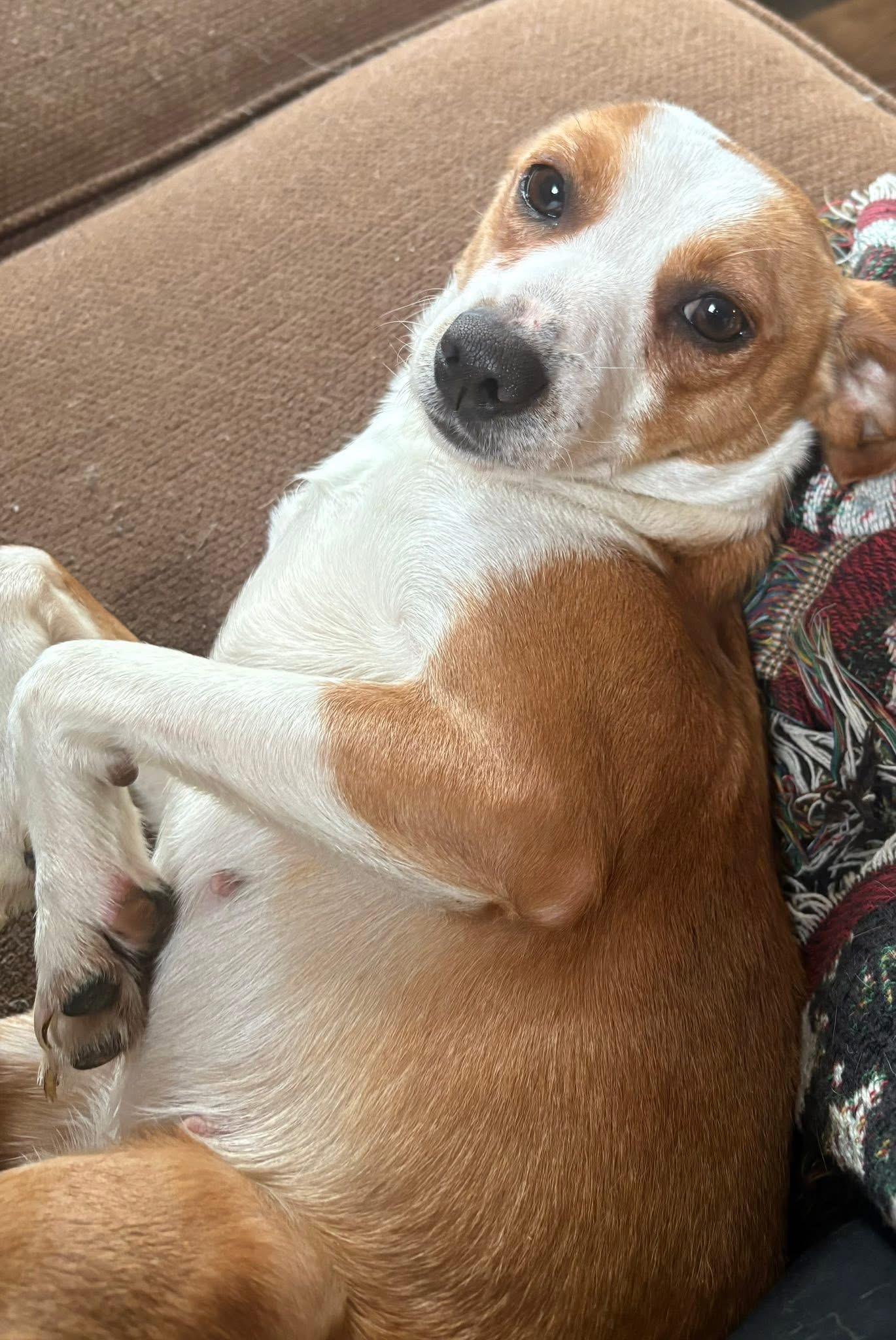 Mona, an adopted mixed breed in Woodbury, NJ image 1/2