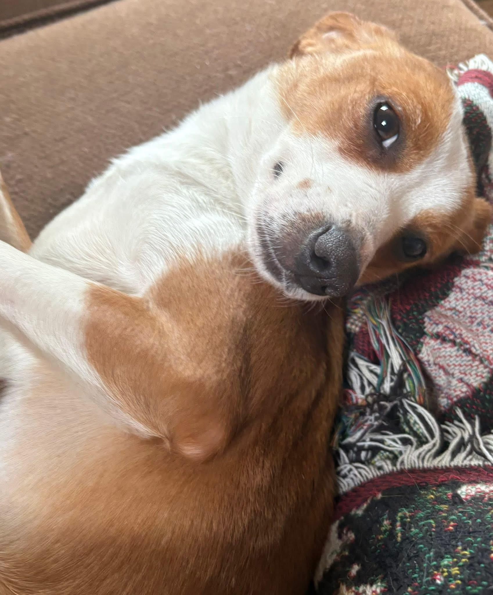 Mona, an adopted mixed breed in Woodbury, NJ image 2/2