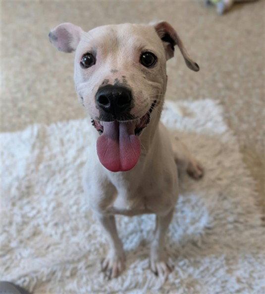 CASPER, Adoptable, Young Male Parson Russell Terrier & Chihuahua.