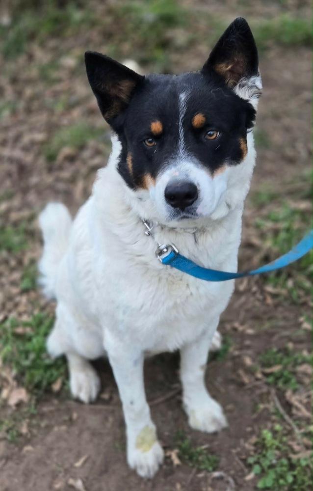 Enlarge Waldo, a Adoptable mixed breed in Brookshire, TX image 1/1