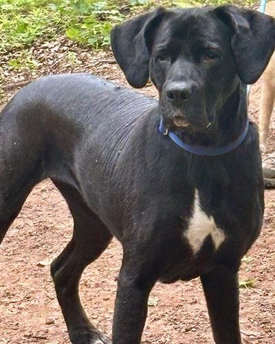 Enlarge Bonnie, a Adoptable mixed breed in Chapel Hill, NC image 5/6