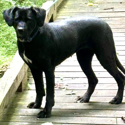 Enlarge Bonnie, a Adoptable mixed breed in Chapel Hill, NC image 3/6
