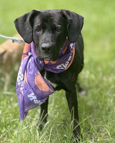 Bonnie, Adoptable, Adult Female Black Labrador Retriever & Great Dane.