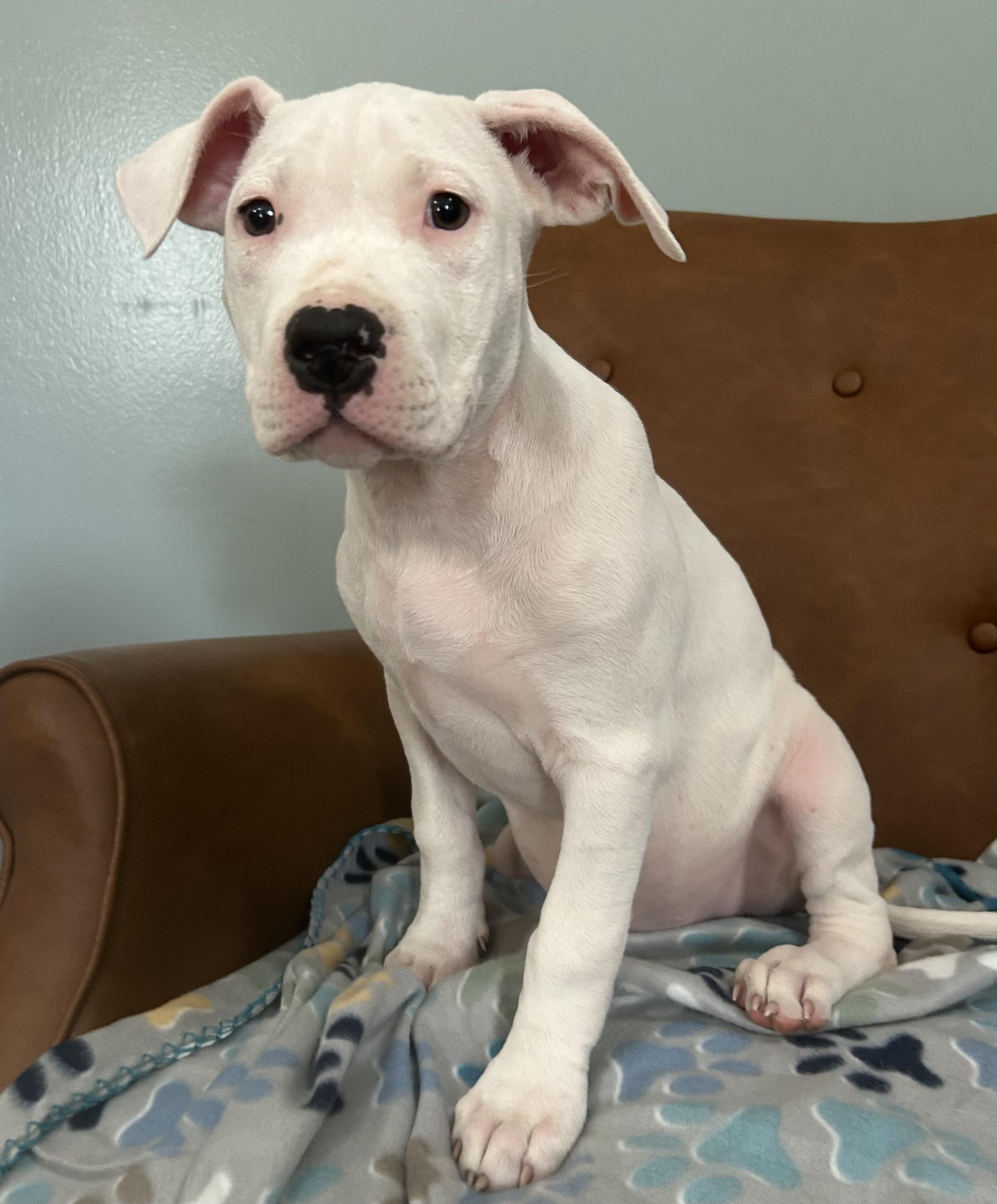 Blanco Glow — thumbnail 2