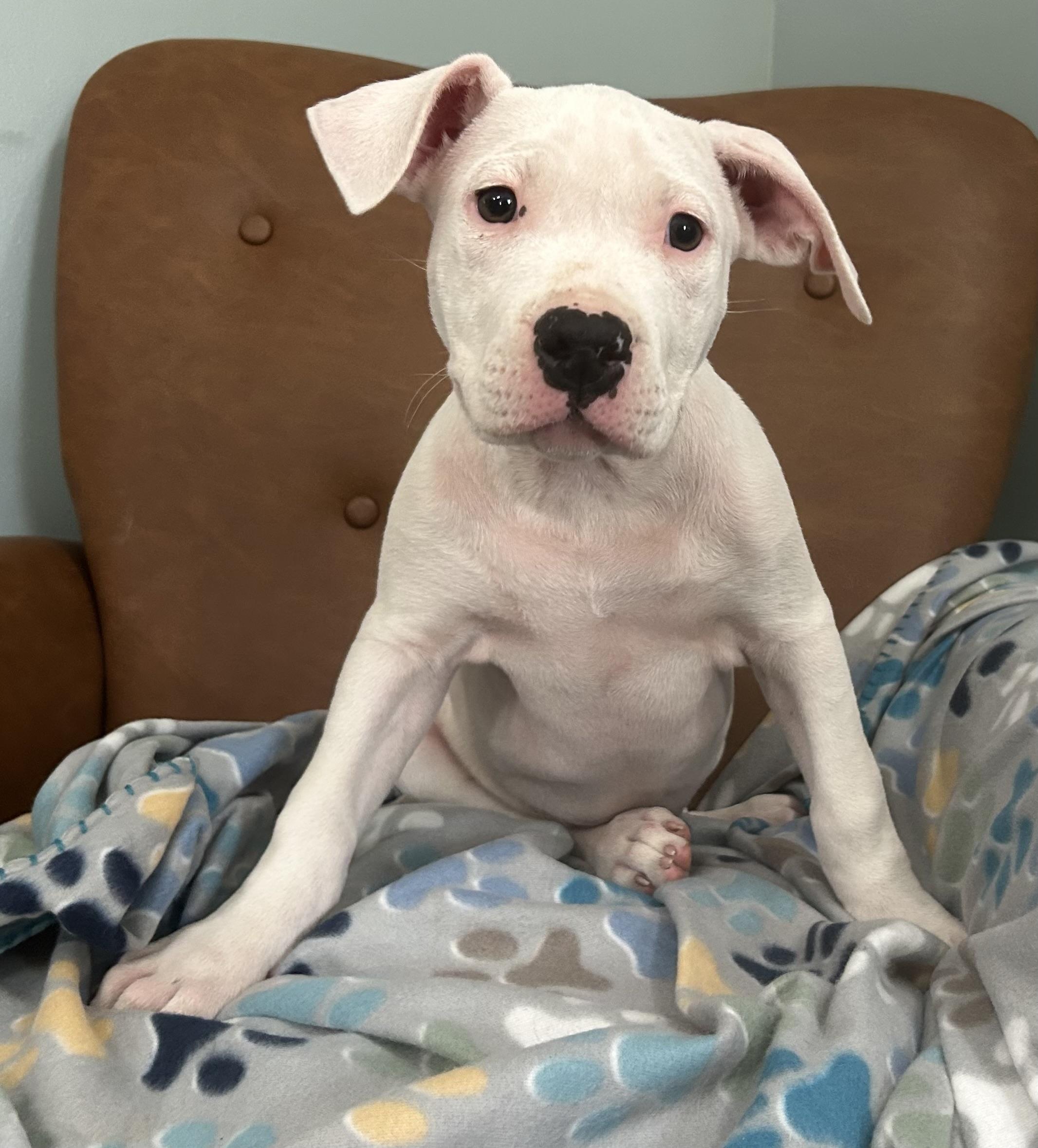 Blanco Glow — thumbnail 3