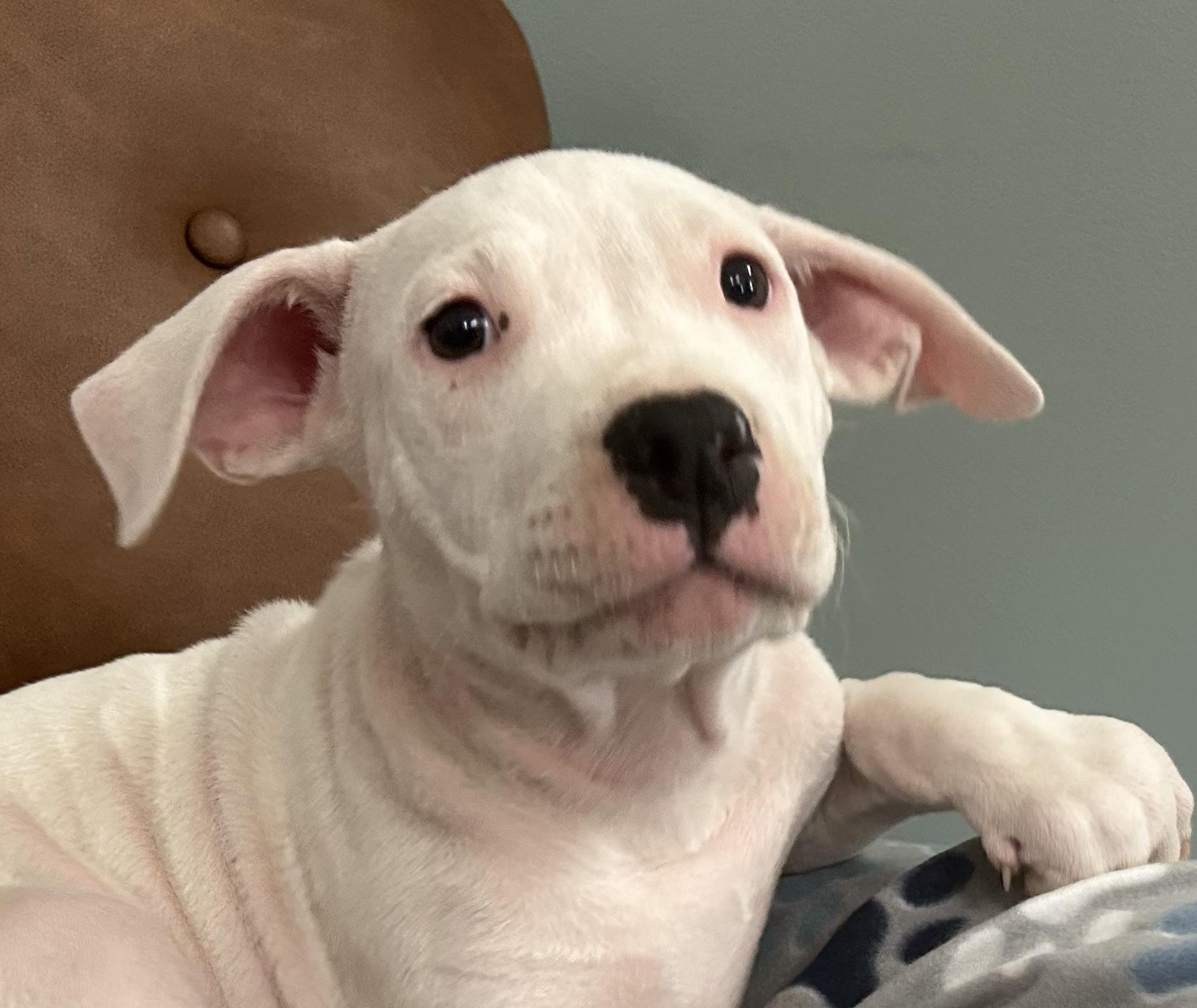 Blanco Glow — thumbnail 4