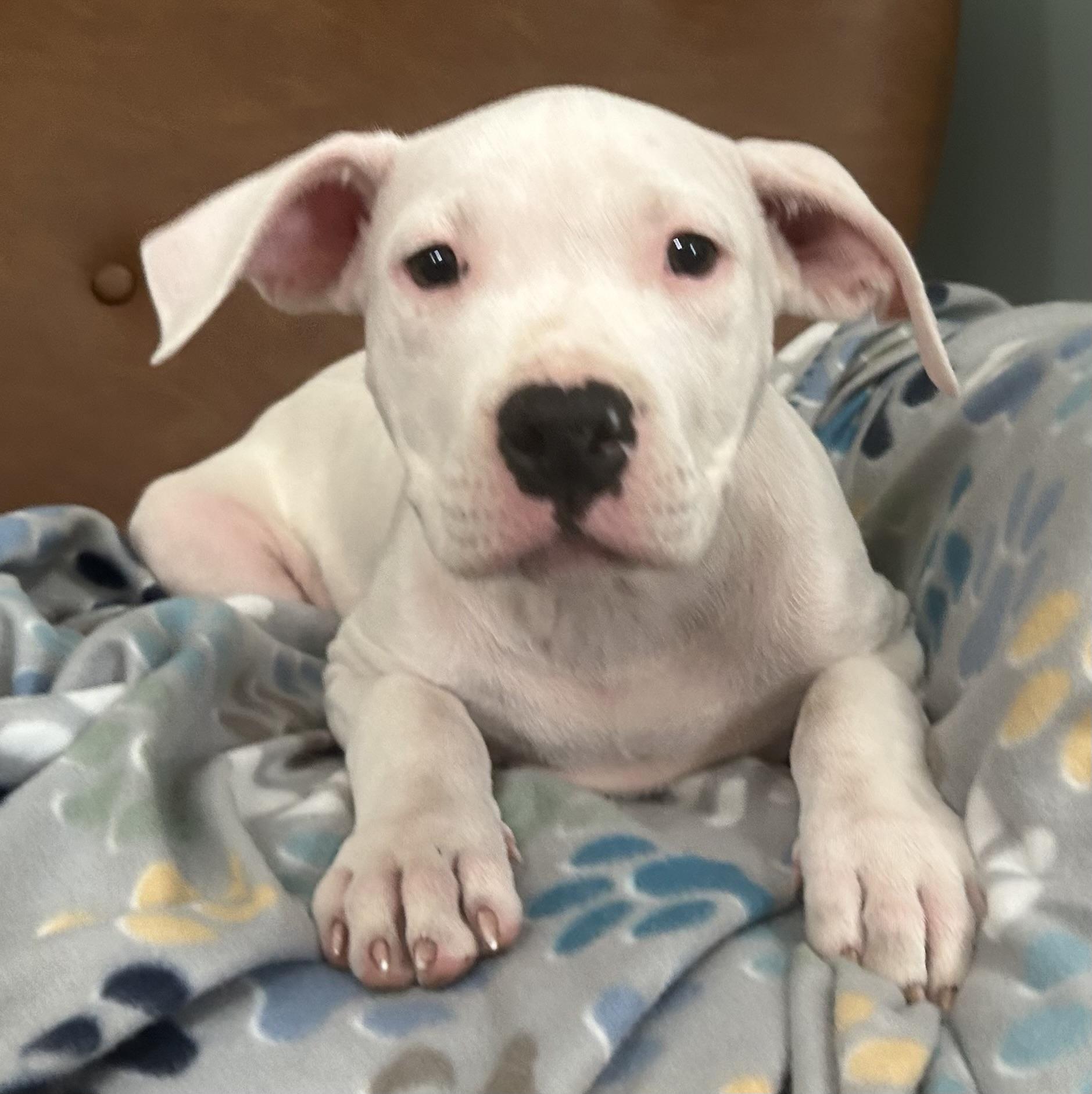 Blanco Glow — thumbnail 5