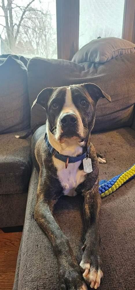 Cooper (FKA Shot Gun), a Adoptable mixed breed in Wausau, WI image 1/6