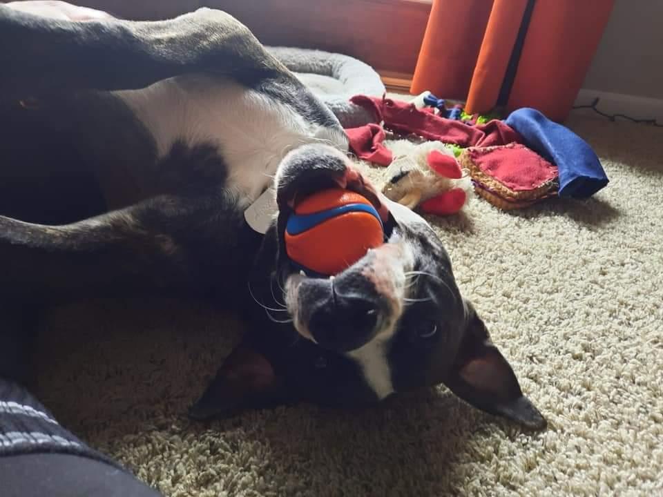 Cooper (FKA Shot Gun), a Adoptable mixed breed in Wausau, WI image 3/6