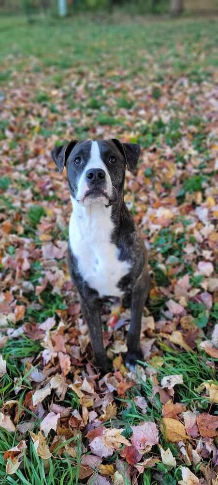 Cooper (FKA Shot Gun), a Adoptable mixed breed in Wausau, WI image 5/6