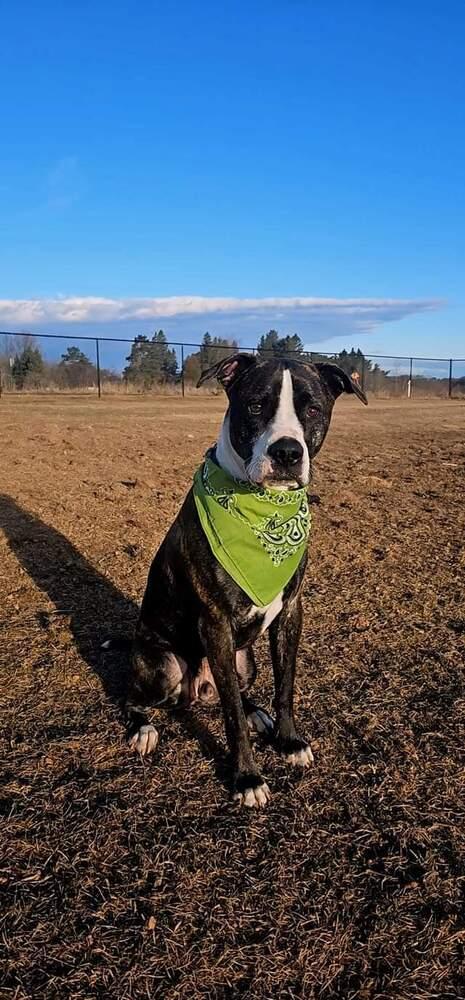 Cooper (FKA Shot Gun), a Adoptable mixed breed in Wausau, WI image 6/6