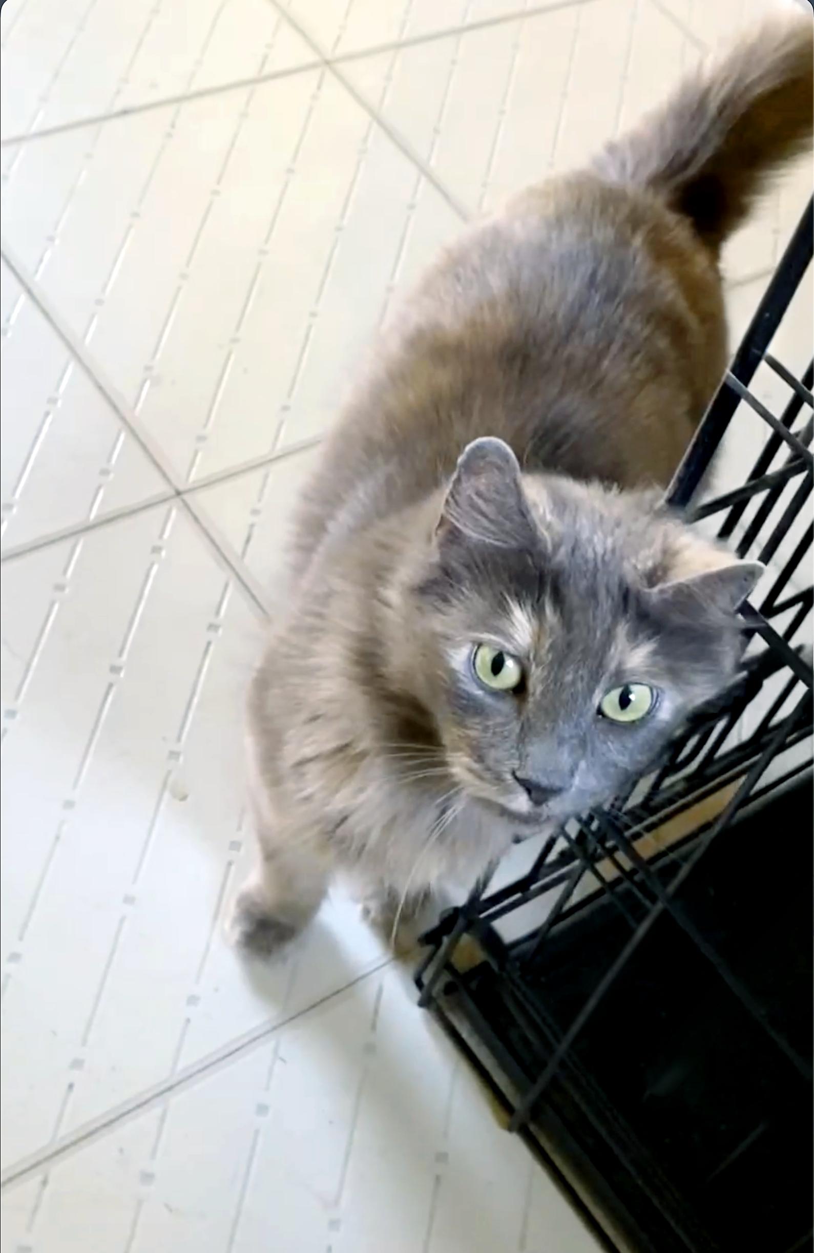 Nala, Adopted, Adult Female Dilute Tortoiseshell & Domestic Medium Hair.