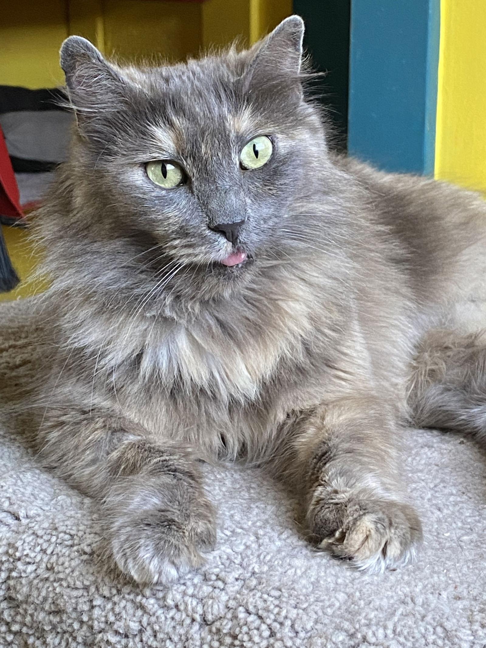 Nala, a Adopted mixed breed in Alameda, CA image 2/3