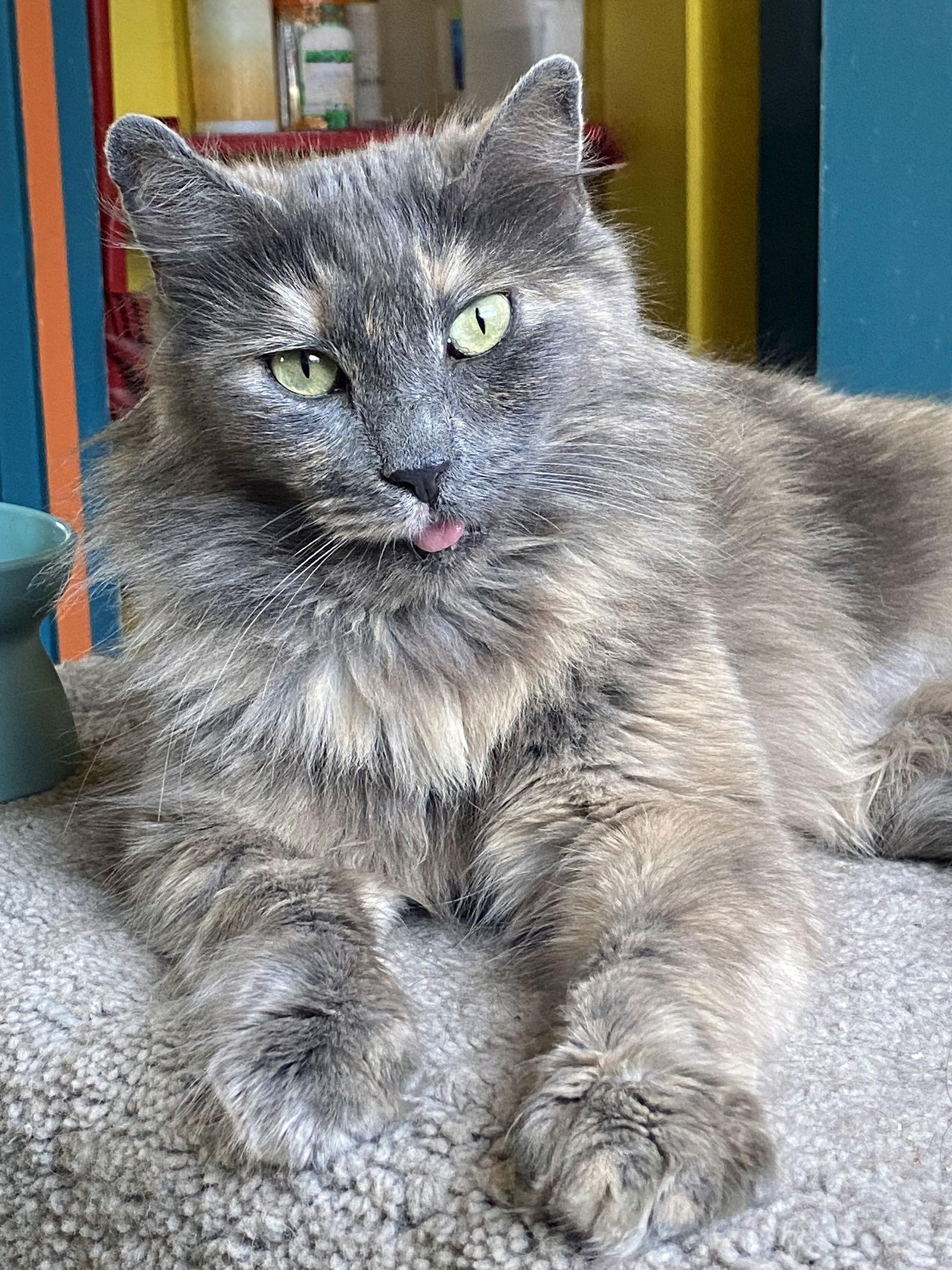 Nala, a Adopted mixed breed in Alameda, CA image 3/3