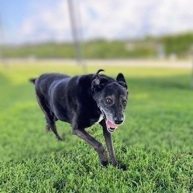 Myrtle, Adoptable, Senior Female Black Labrador Retriever.