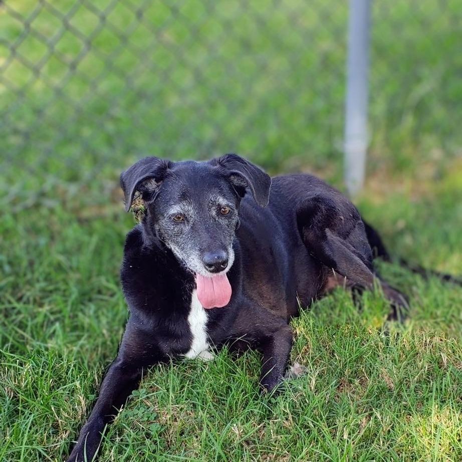 Enlarge Myrtle, a Adoptable Black Labrador Retriever in Danville, KY image 2/6