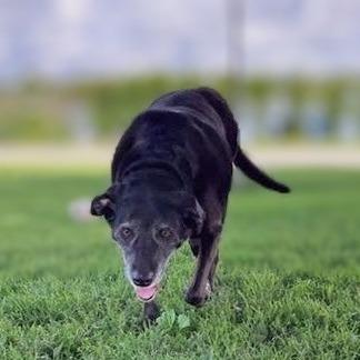 Enlarge Myrtle, a Adoptable Black Labrador Retriever in Danville, KY image 3/6