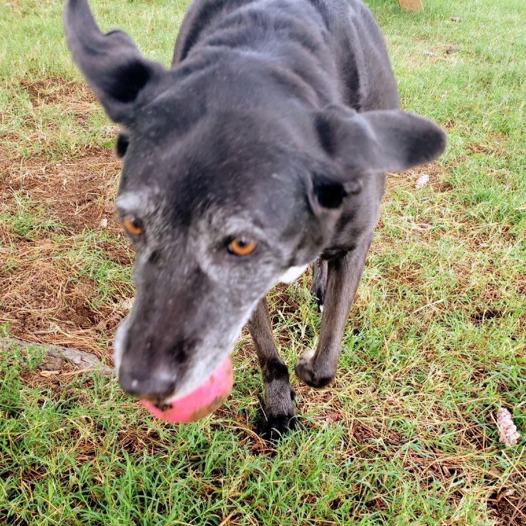 Enlarge Myrtle, a Adoptable Black Labrador Retriever in Danville, KY image 4/6