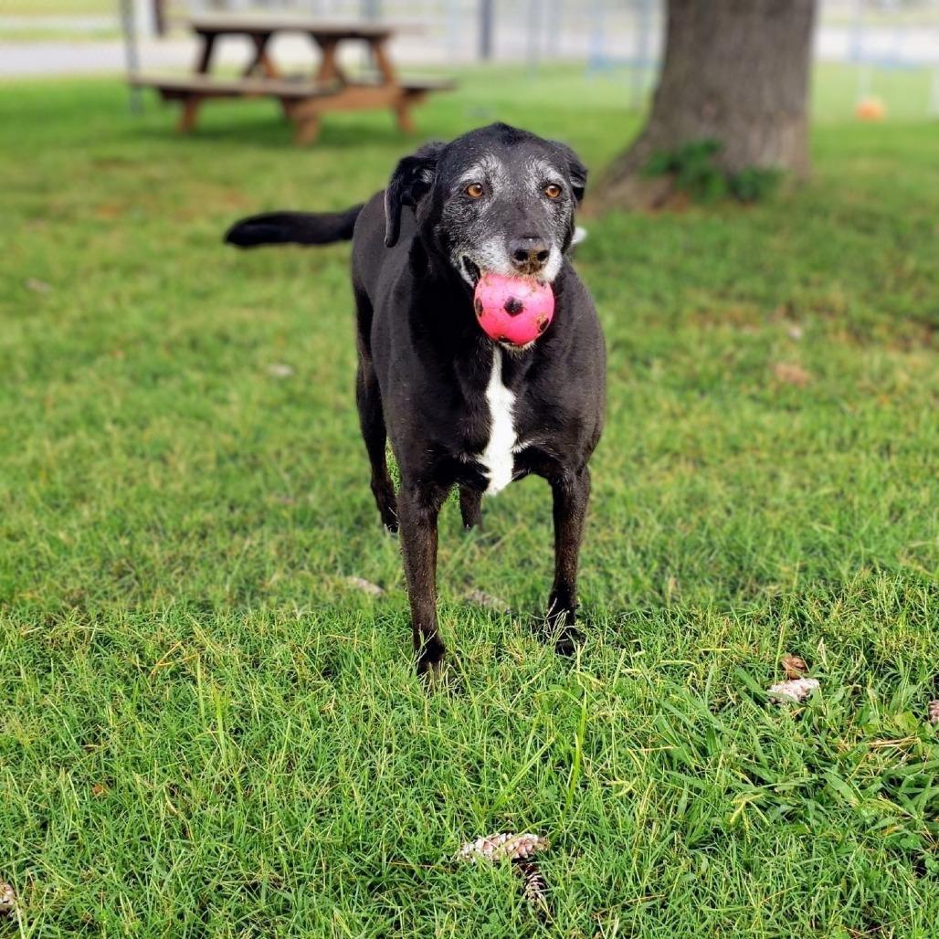 Enlarge Myrtle, a Adoptable Black Labrador Retriever in Danville, KY image 5/6