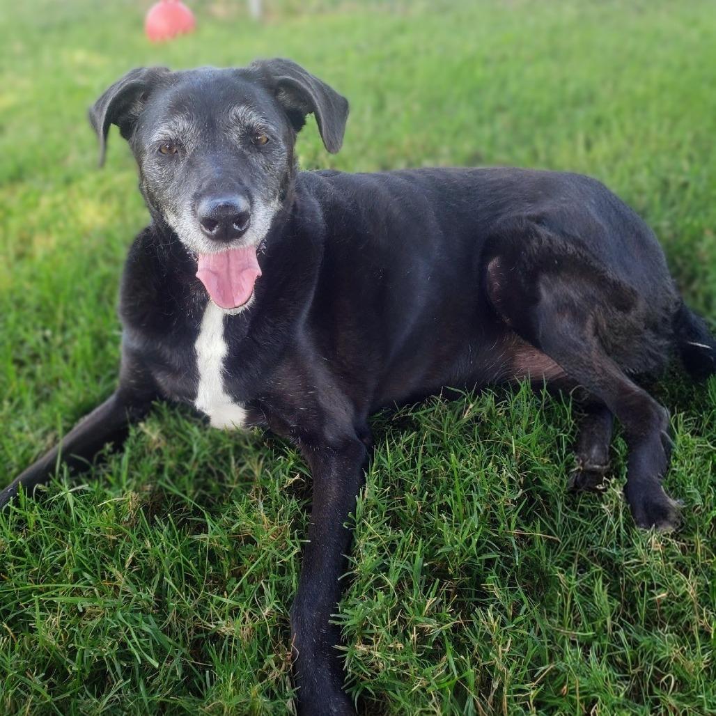 Enlarge Myrtle, a Adoptable Black Labrador Retriever in Danville, KY image 6/6