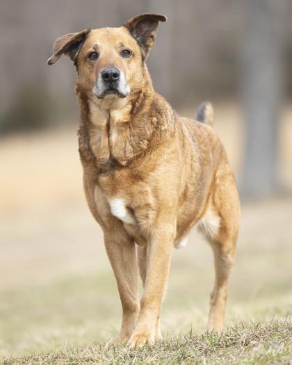 Hoss, adoptable, Senior Male Hound.