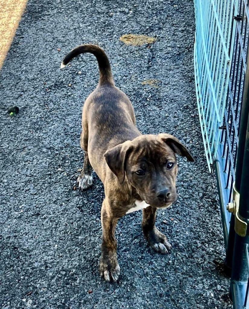 Enlarge Brioche, a Adopted mixed breed in Peru, NY image 1/1