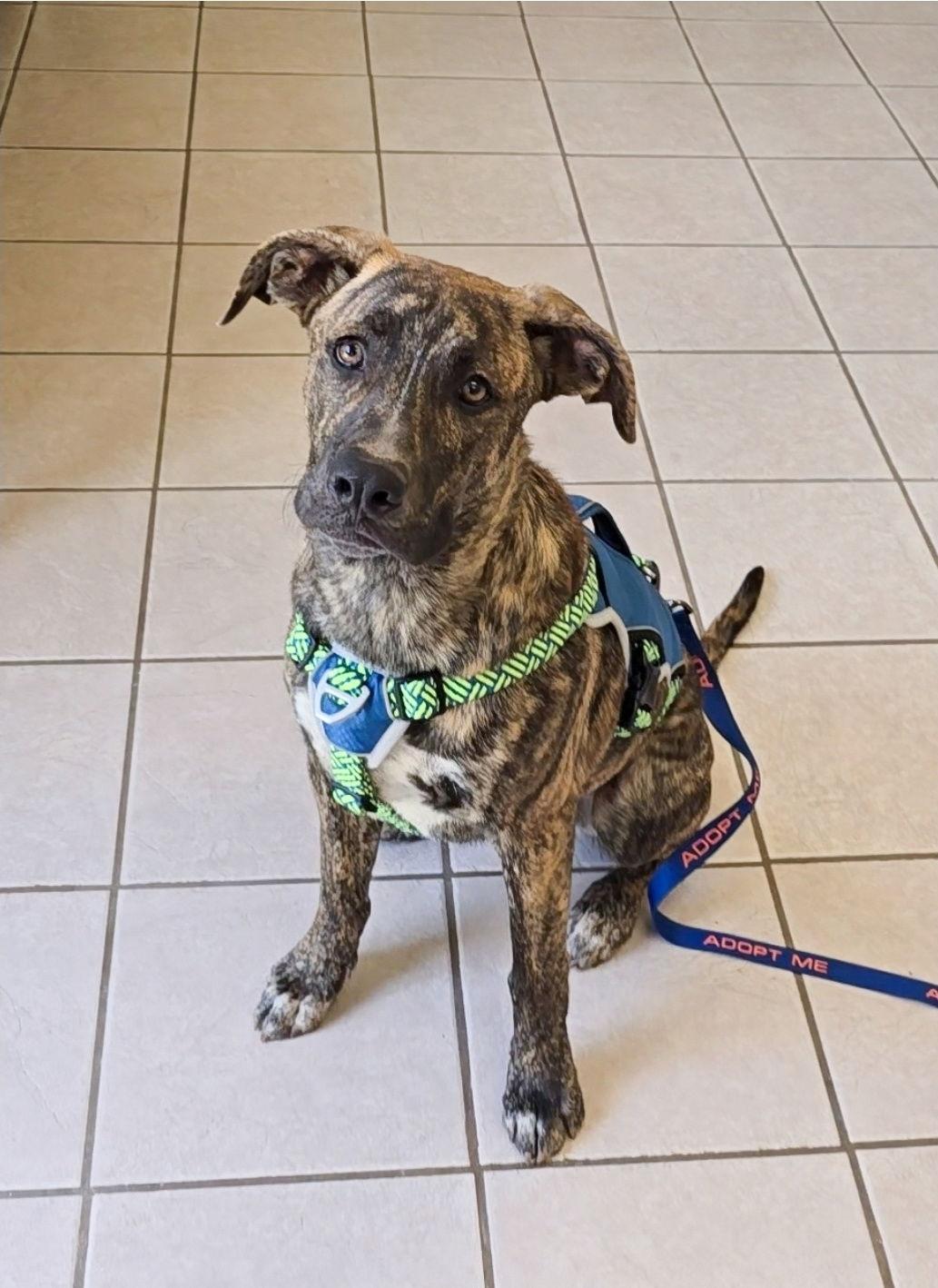 Ben, a Adopted mixed breed in Locust Grove, GA image 1/3