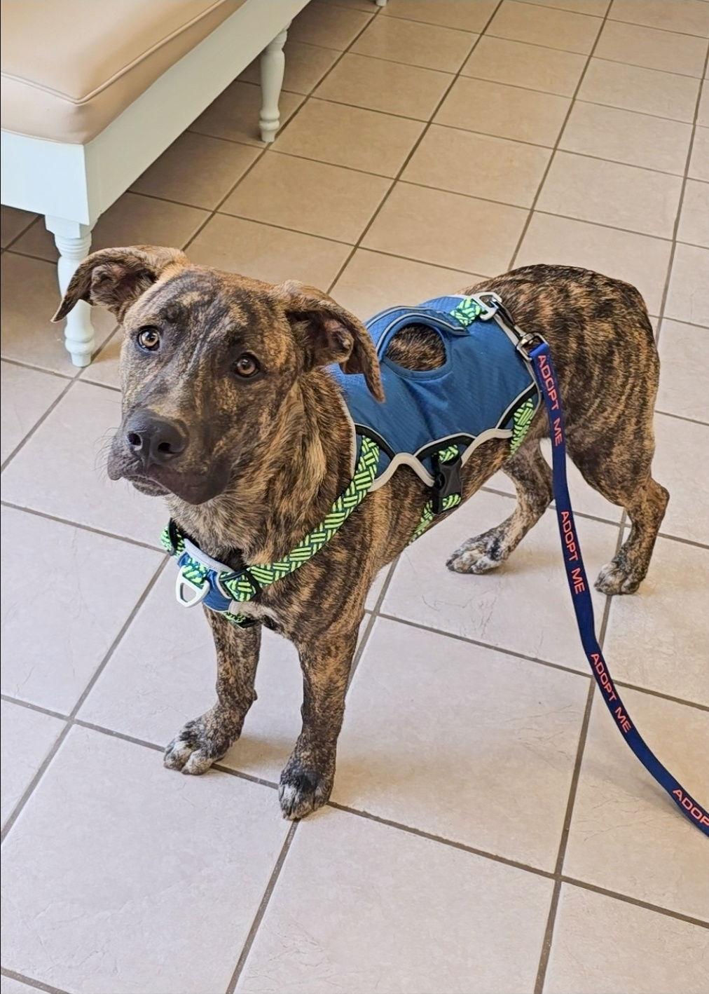 Ben, a Adopted mixed breed in Locust Grove, GA image 3/3