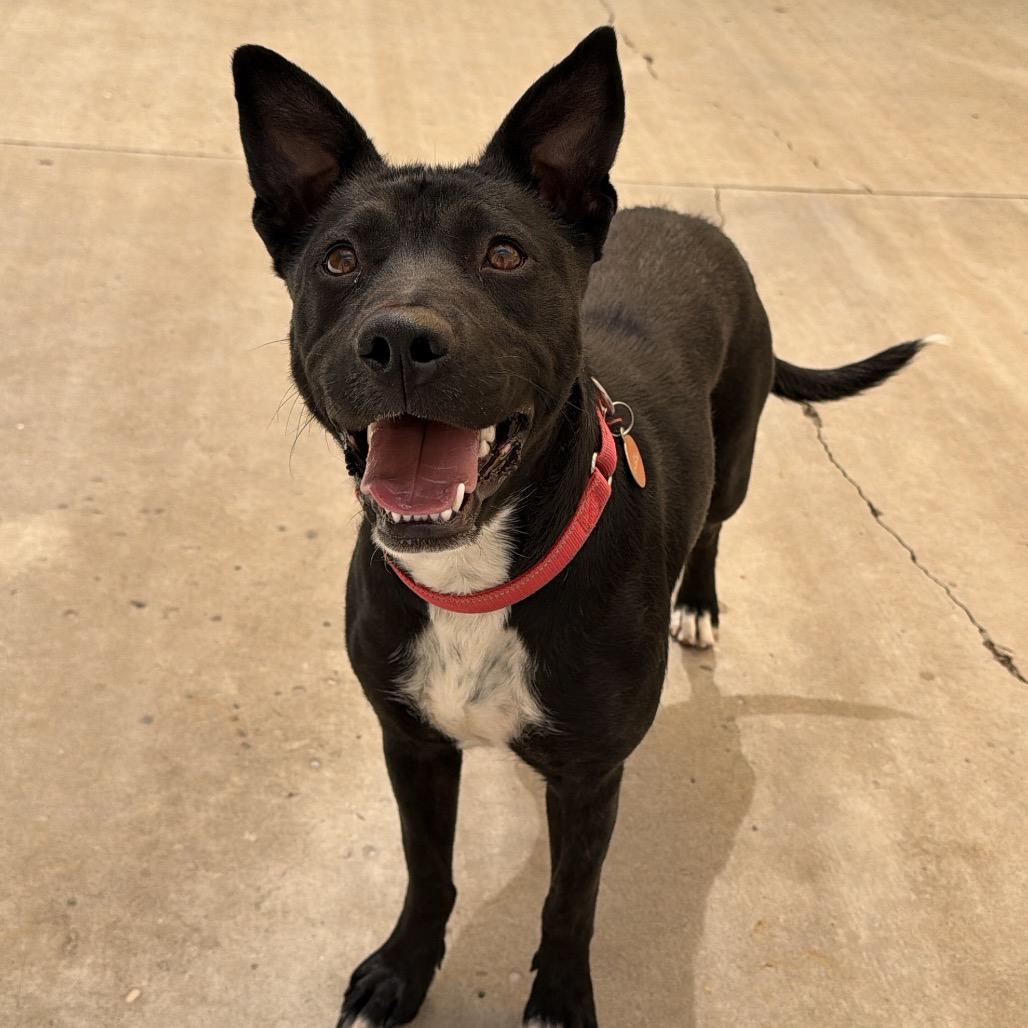 Olympia, Adoptable, Adult Female Border Collie & Pit Bull Terrier.
