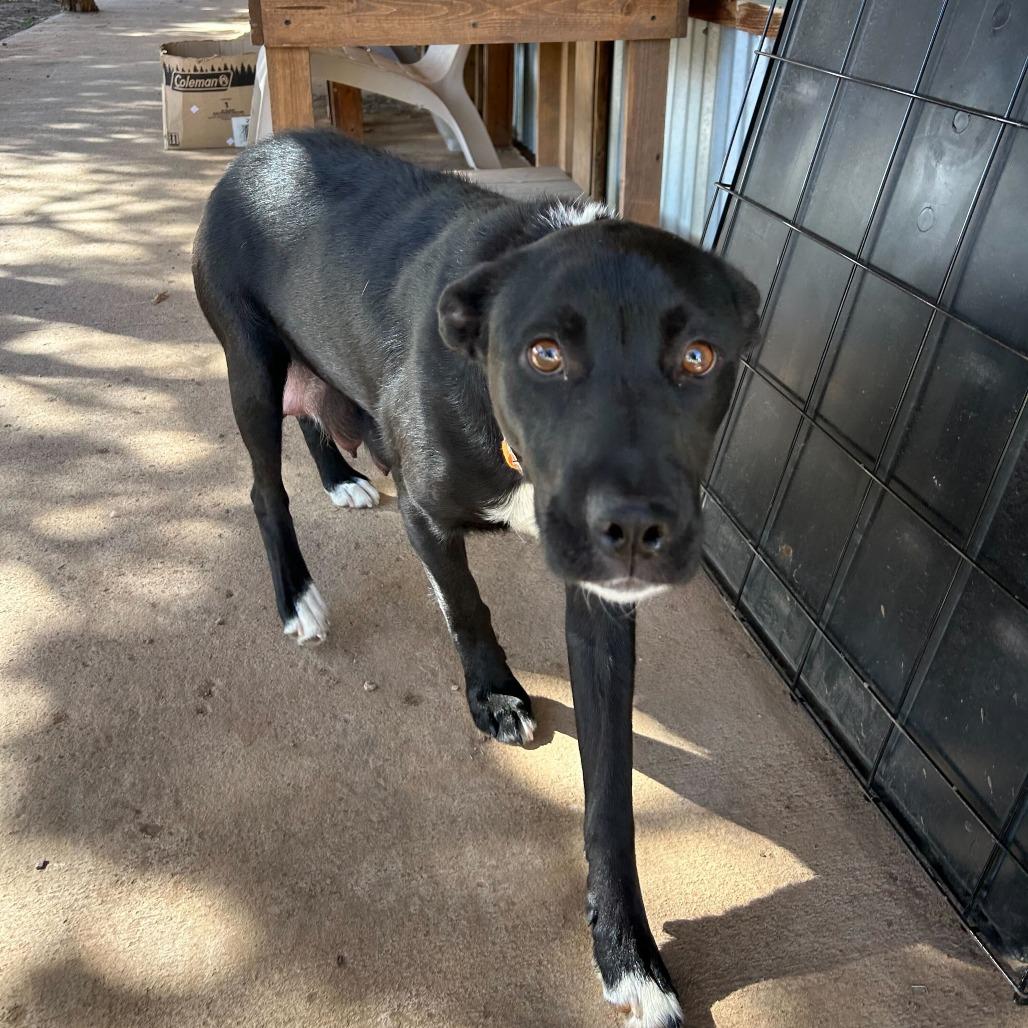 Olympia, a Adoptable mixed breed in Durango, CO image 2/6
