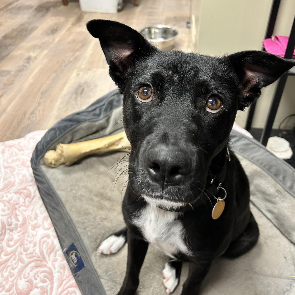 Olympia, a Adoptable mixed breed in Durango, CO image 3/6