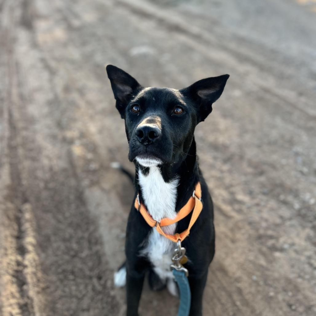 Olympia, a Adoptable mixed breed in Durango, CO image 4/6
