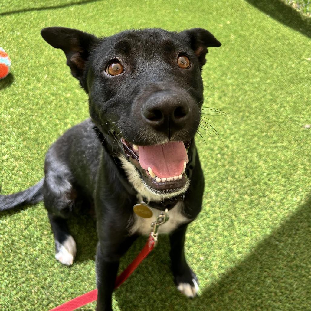 Olympia, a Adoptable mixed breed in Durango, CO image 5/6