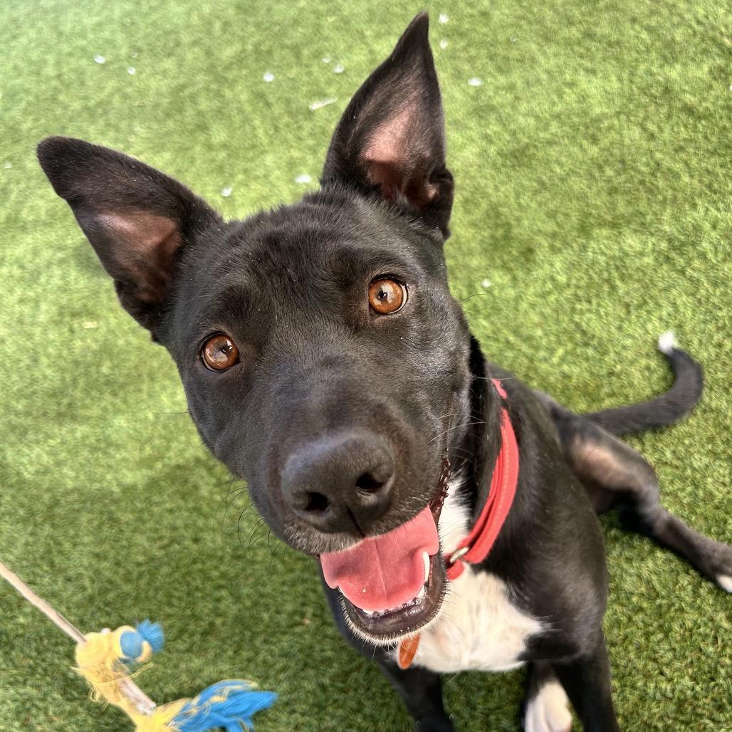 Olympia, a Adoptable mixed breed in Durango, CO image 6/6