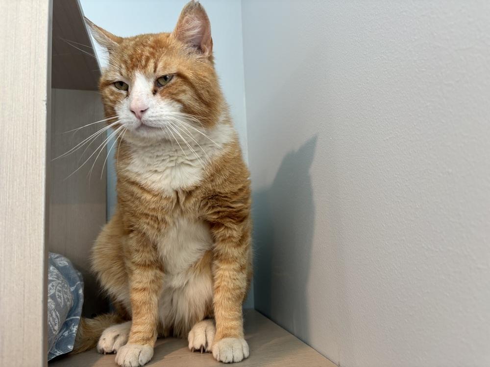 Enlarge Chucks, a Adoptable Domestic Short Hair in Norristown, PA image 2/2