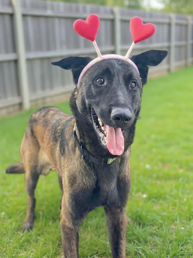 Coby - Located in Maryland, a Adoptable Belgian Shepherd / Malinois in Baltimore, MD image 1/6
