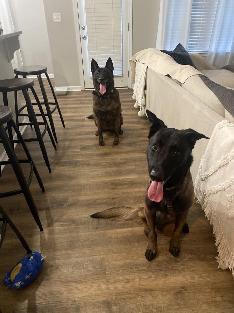 Coby - Located in Maryland, a Adoptable Belgian Shepherd / Malinois in Baltimore, MD image 2/6