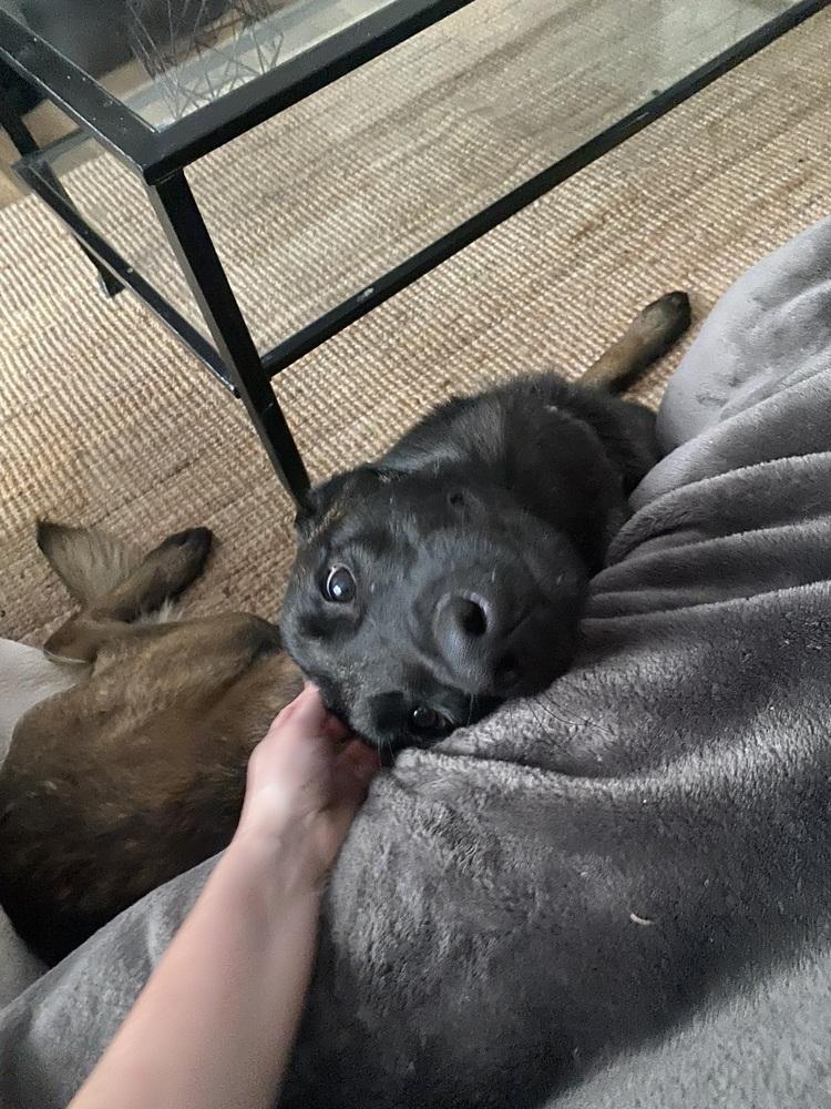 Coby - Located in Maryland, a Adoptable Belgian Shepherd / Malinois in Baltimore, MD image 4/6