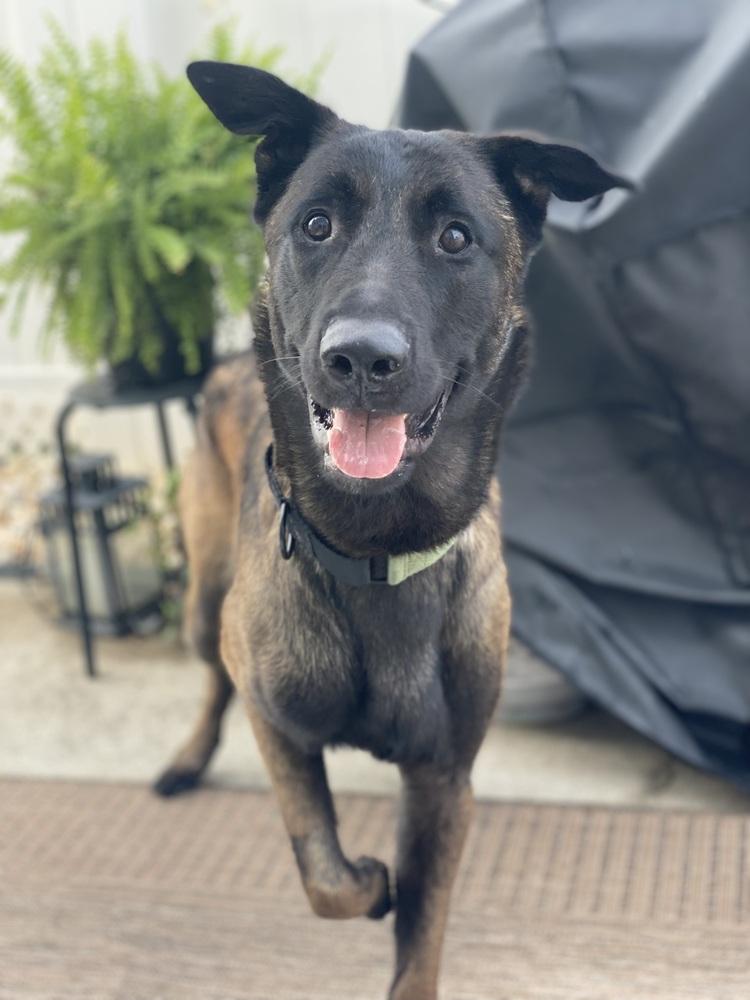 Coby - Located in Maryland, a Adoptable Belgian Shepherd / Malinois in Baltimore, MD image 5/6