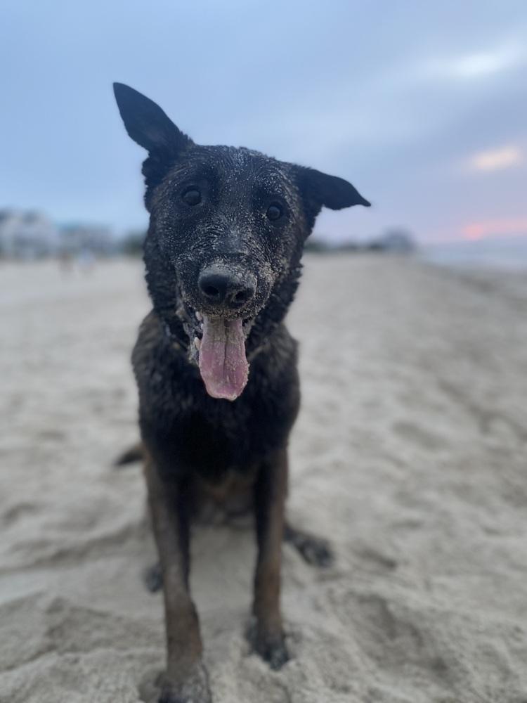 Coby - Located in Maryland, a Adoptable Belgian Shepherd / Malinois in Baltimore, MD image 6/6