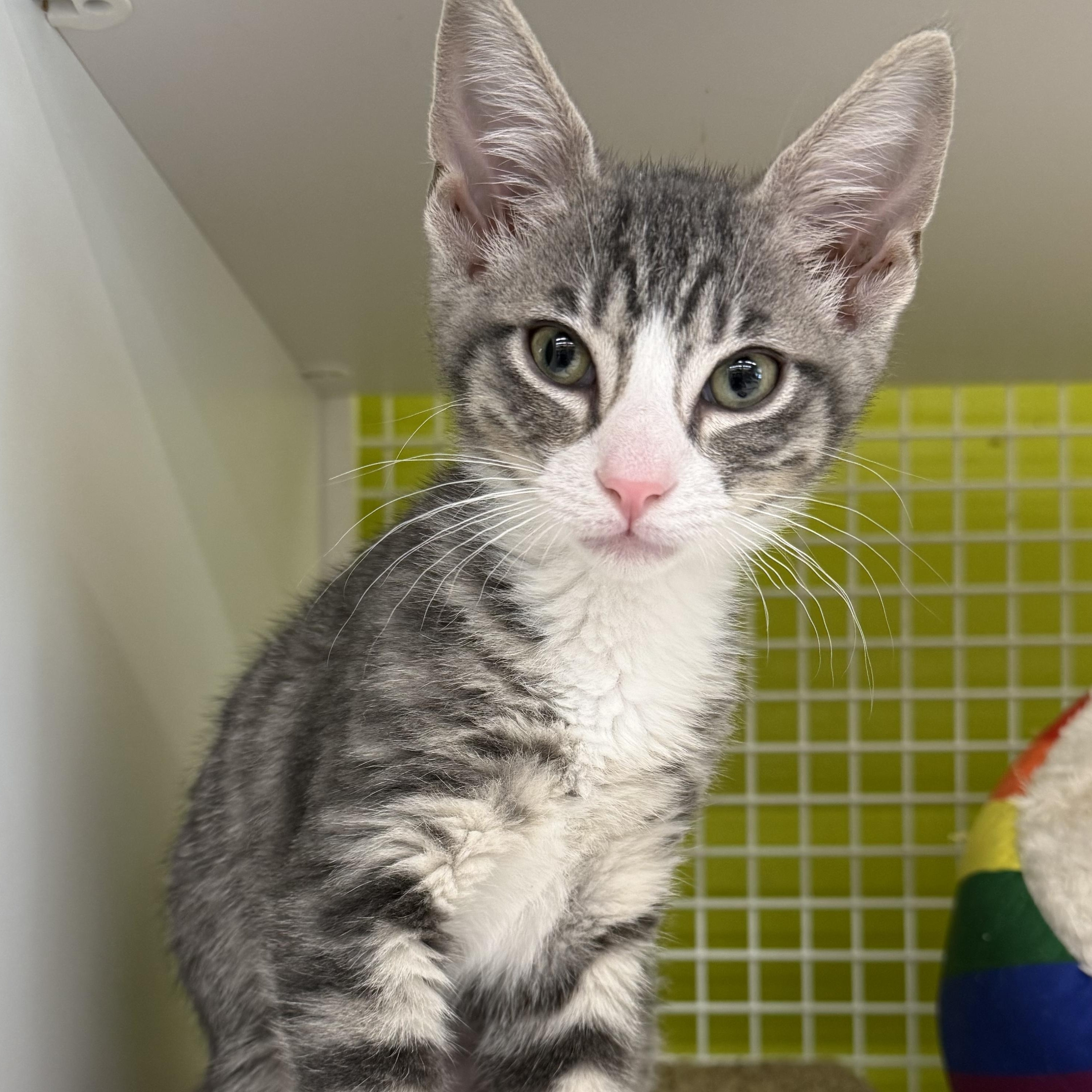 Enlarge Chirp, a ADOPTABLE mixed breed in Brentwood, CA image 2/6