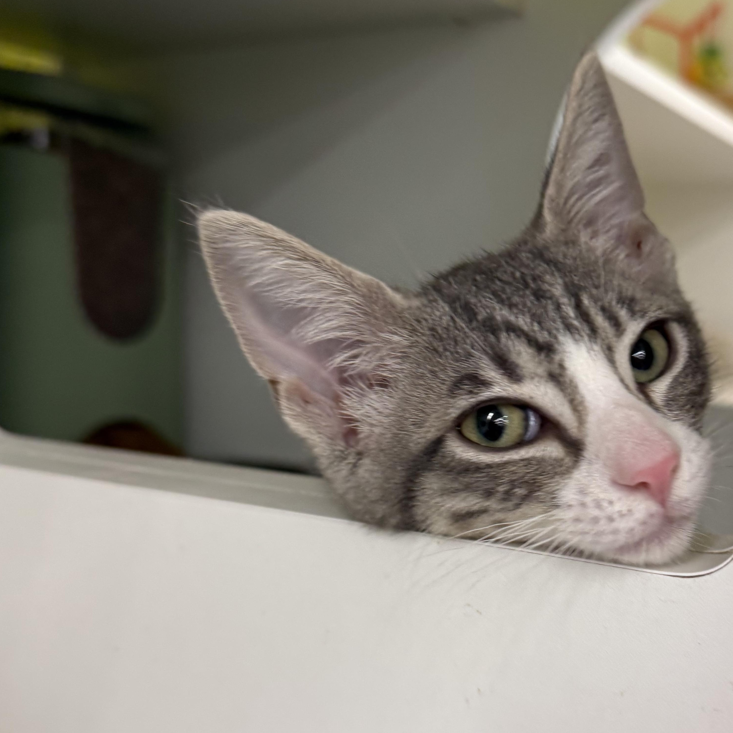 Enlarge Chirp, a ADOPTABLE mixed breed in Brentwood, CA image 3/6