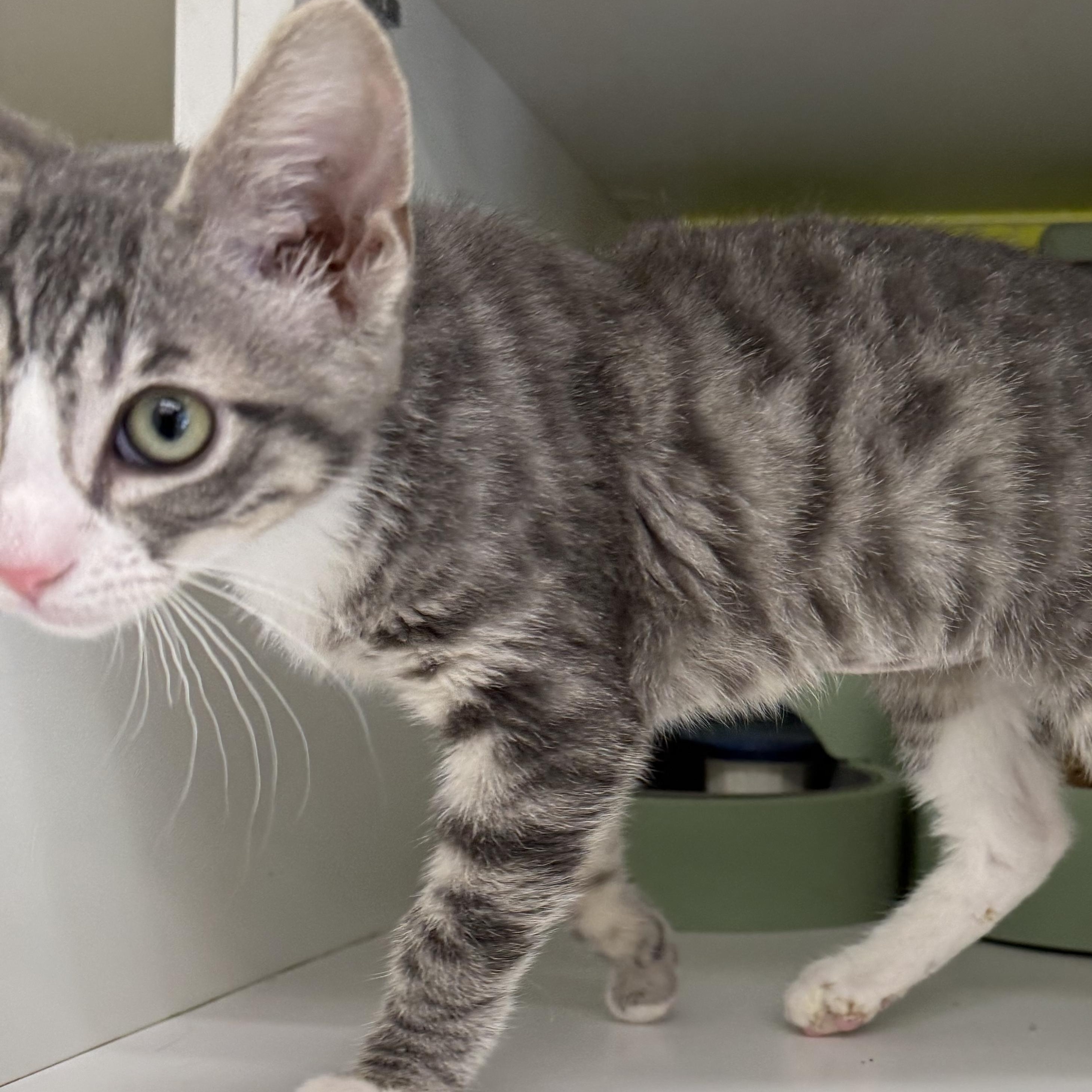 Enlarge Chirp, a ADOPTABLE mixed breed in Brentwood, CA image 5/6