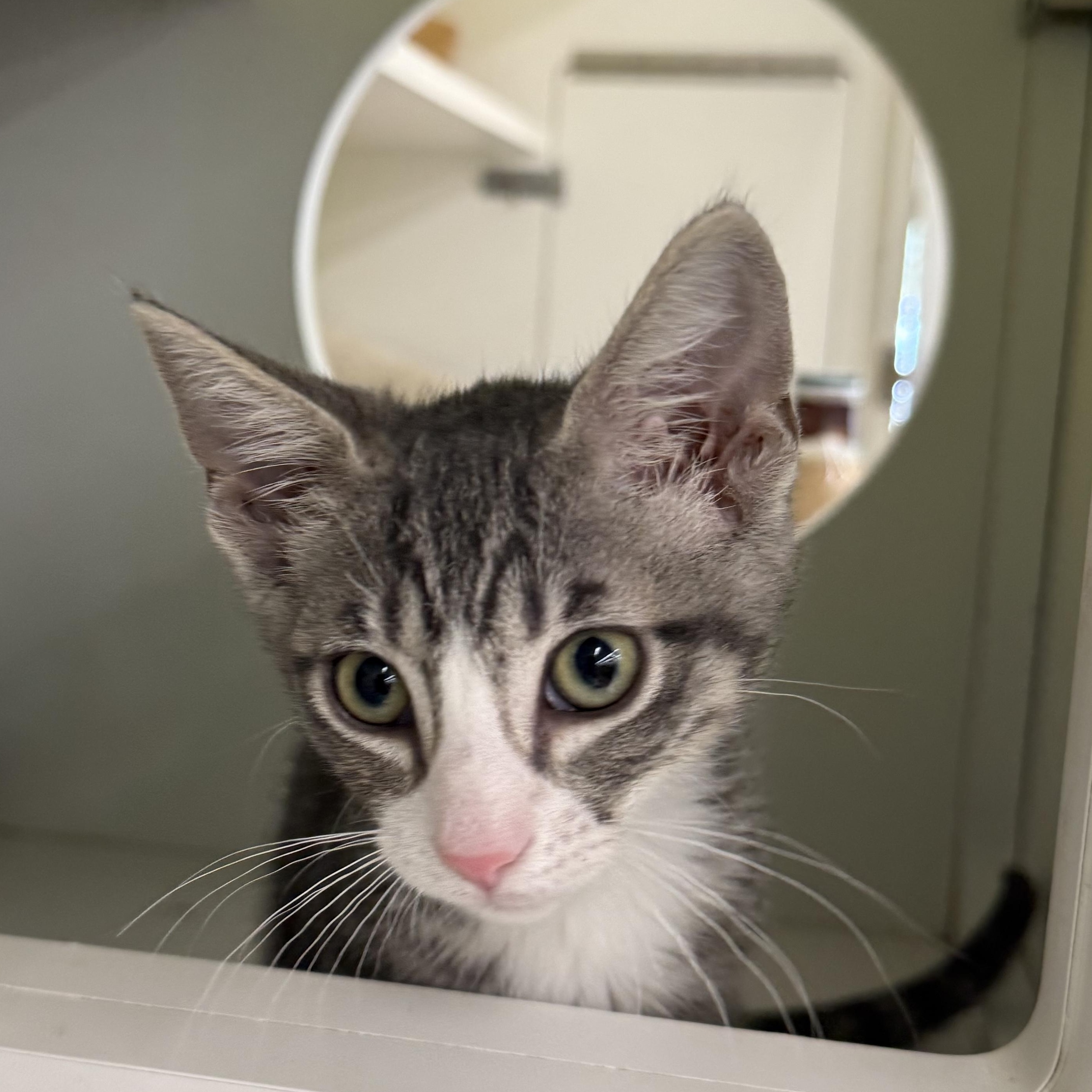 Enlarge Chirp, a ADOPTABLE mixed breed in Brentwood, CA image 6/6