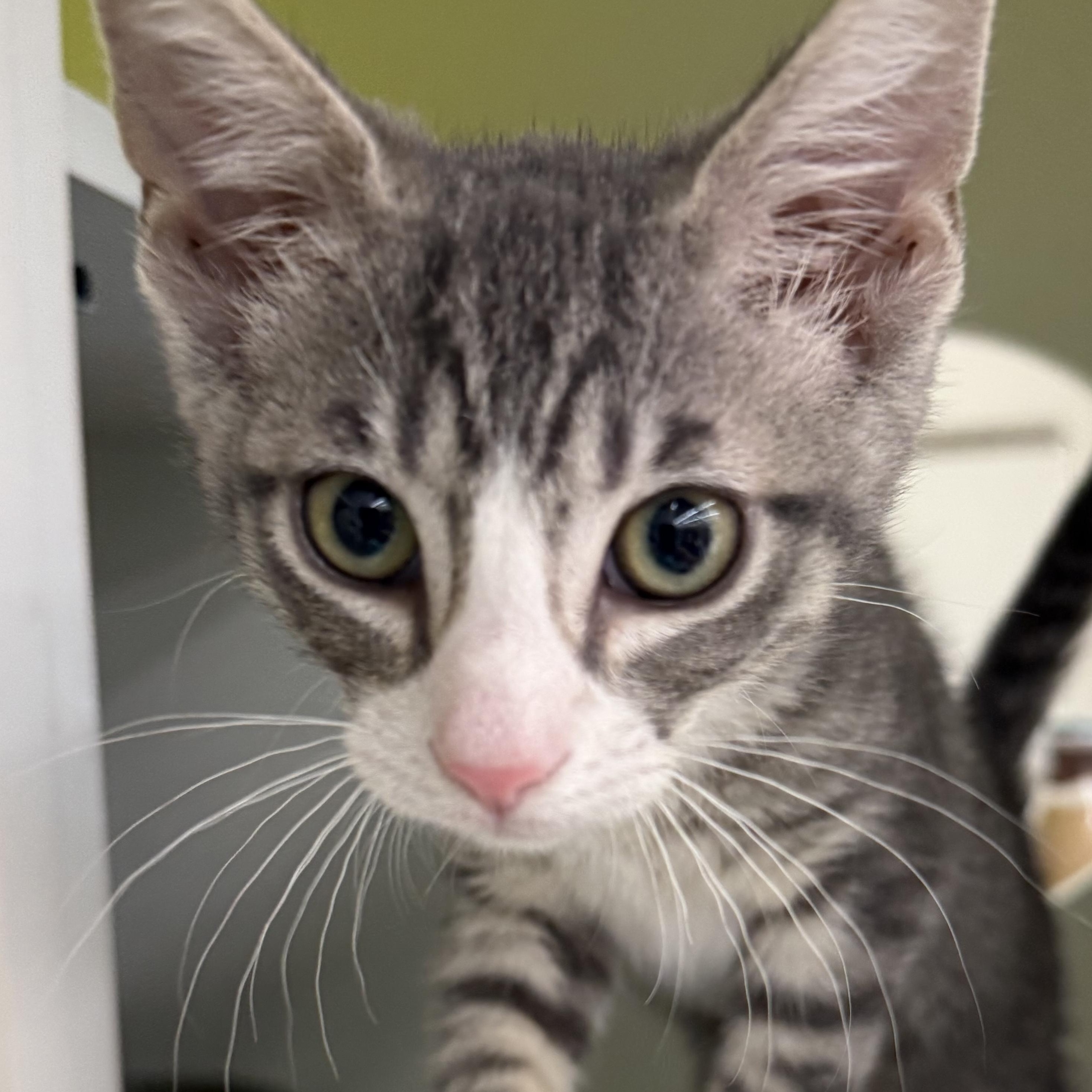 Enlarge Chirp, a ADOPTABLE mixed breed in Brentwood, CA image 4/6