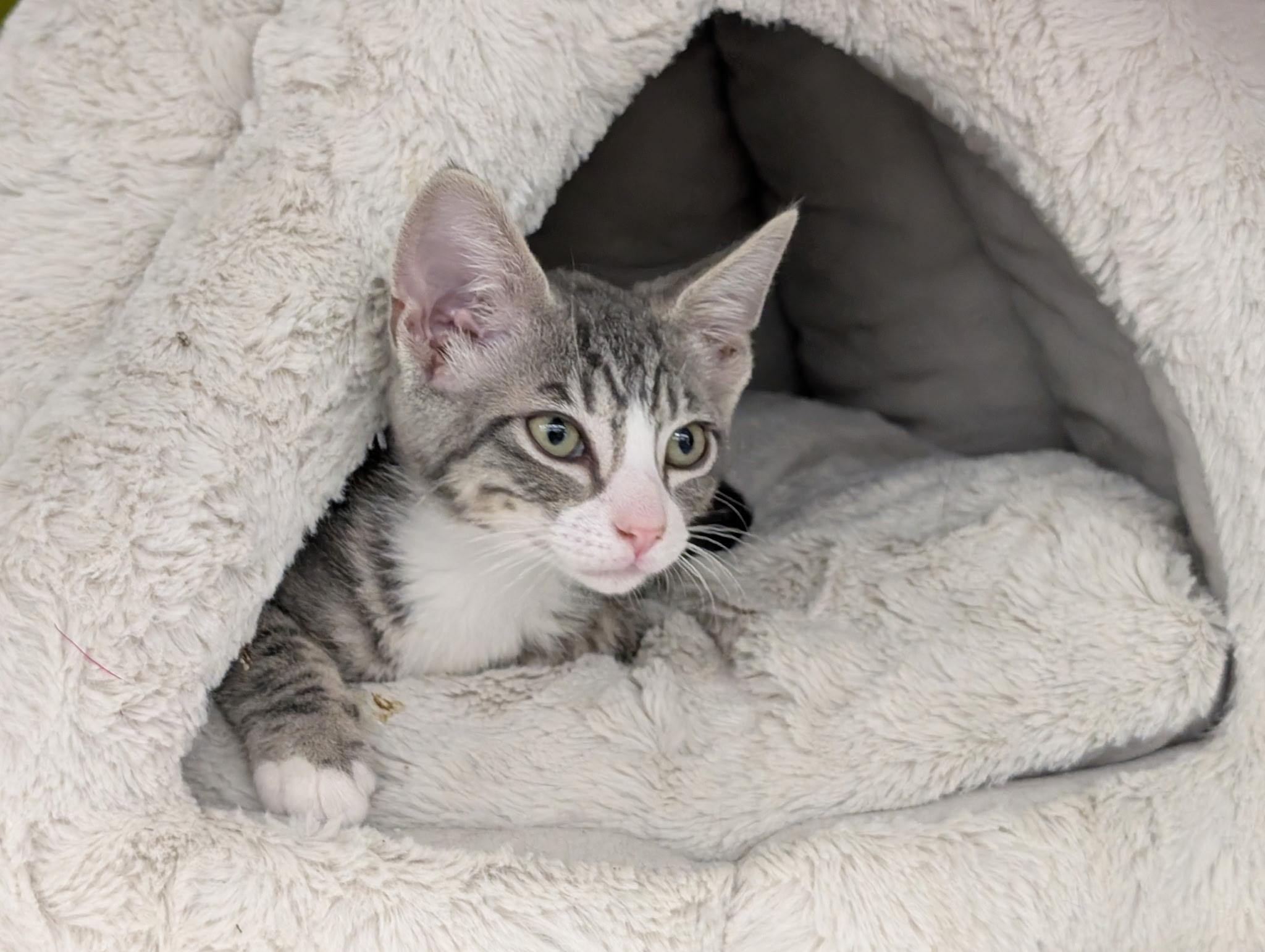 Enlarge Chirp, a ADOPTABLE mixed breed in Brentwood, CA image 1/6