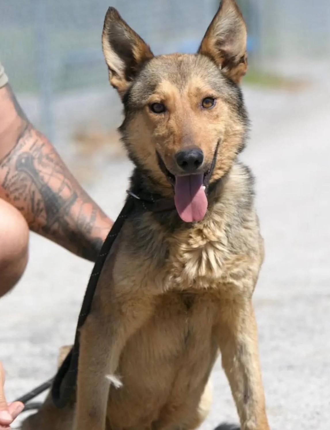 Enlarge Wiley, a ADOPTABLE mixed breed in Mount Sterling, KY image 1/1