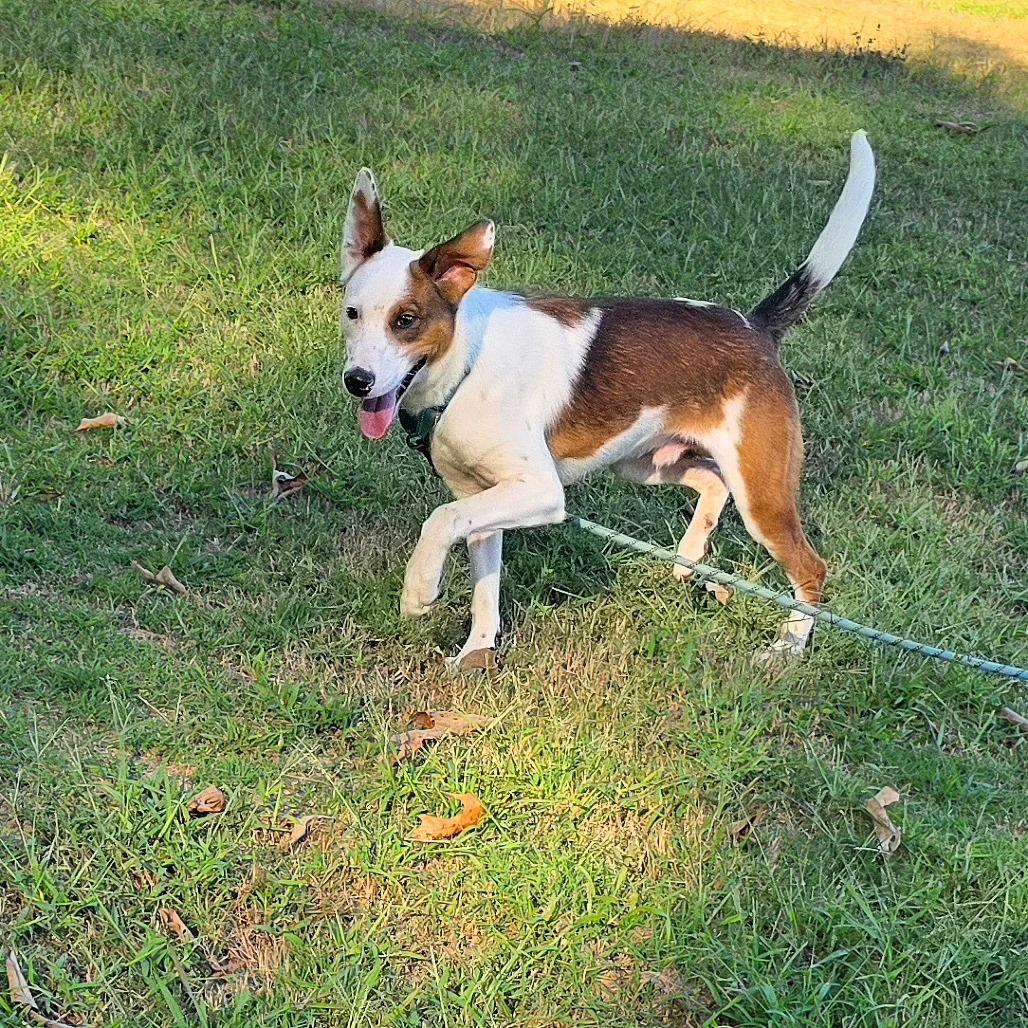 Woody, Adoptable, Young Male Mixed Breed.