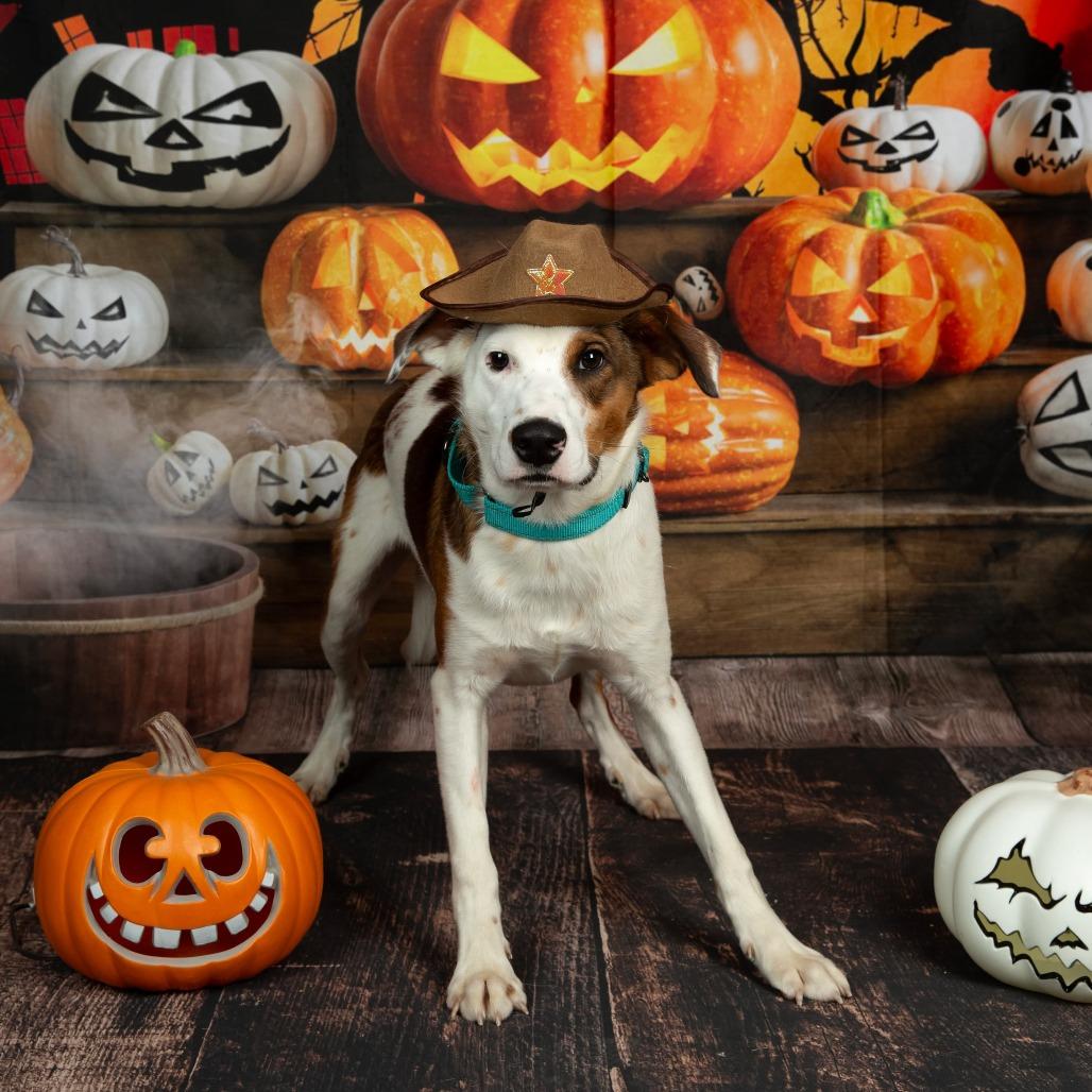 Enlarge Woody, a Adoptable Mixed Breed in Clarksville, TN image 2/6