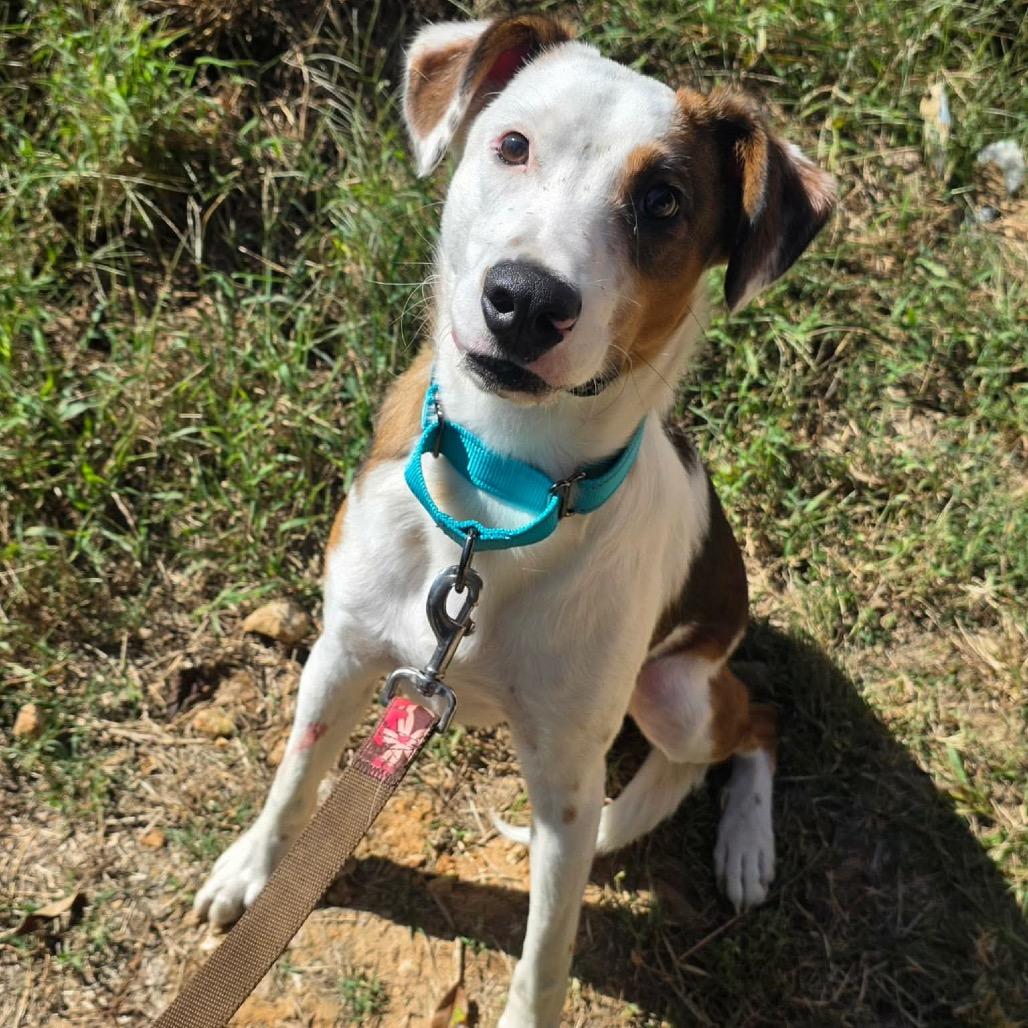 Enlarge Woody, a Adoptable Mixed Breed in Clarksville, TN image 3/6